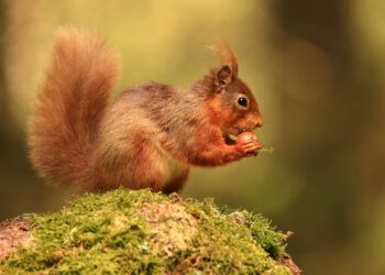 Exclusive event offers sneak peak into Cumbrian red squirrel documentary