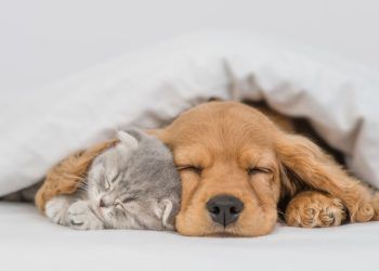 Who will look after your pet if something happens to you?