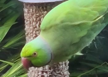 Meet Joey – Cumbria’s escapee parakeet too clever to be caught