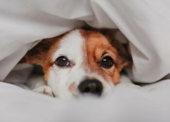 Cumbrian charity asks people to ditch fireworks and help pets