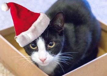 Opinion: Do they know it’s Christmas?