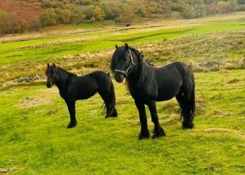 Fell pony herd introduced to Haweswater