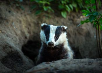 Carlisle brothers sentenced for killing badger