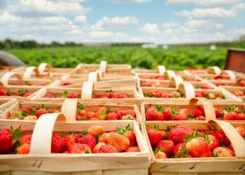 Food and drink producers urged to discover how to trade internationally