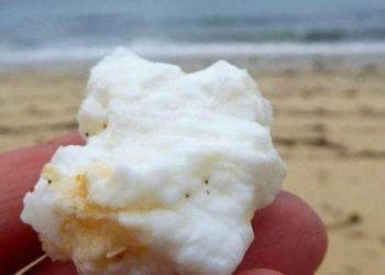 Dog owners warned after palm oil found on Cumbrian beach