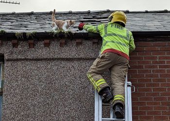 Kitten saved from Barrow rooftop after four-hour rescue mission