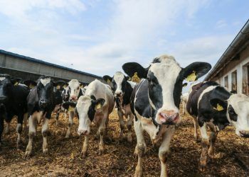 A,Herd,Of,Dairy,Cows.,Livestock,Farm,In,The,Uk.