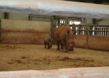 12 months for South Lakes Safari Zoo to improve animal living conditions