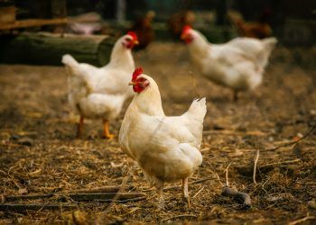 Another case of bird flu confirmed in Cumbria