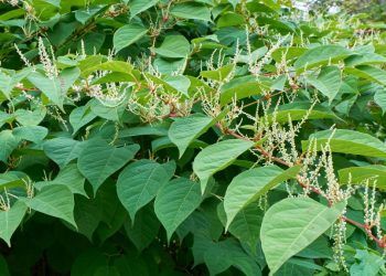 Buying or selling a property? Look out for Japanese Knotweed