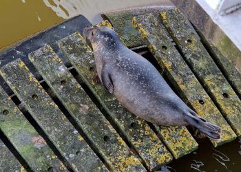 Seal spotted resting in Whitehaven Marina