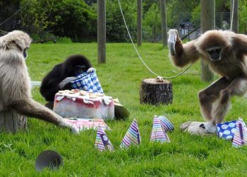 Europe’s oldest gibbon celebrates 60th birthday at Cumbrian wildlife park