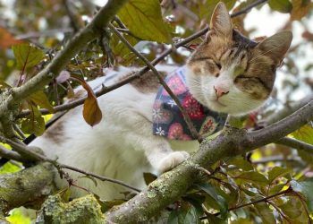 Meet the rescued blind adventure cat inspiring people in Cumbria and beyond