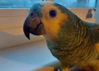 Heartbroken Cumbrian family’s £1,000 reward for safe return of beloved missing parrot