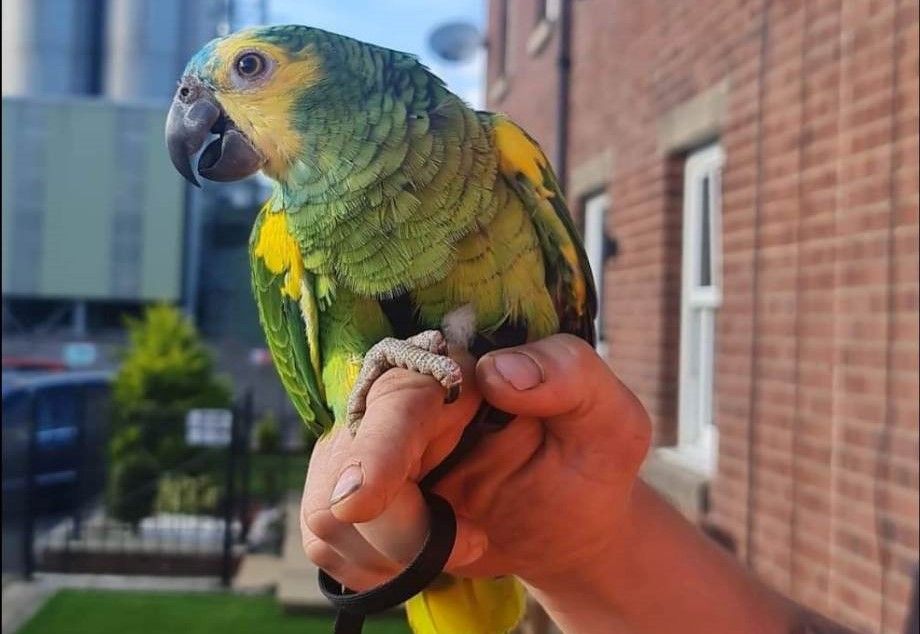 Lost parrot reunited with owner after social post, but that's not