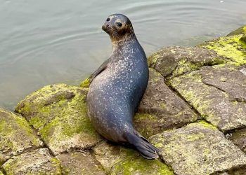 WATCH: Has Whitehaven’s Stella the seal returned to the town’s harbour?