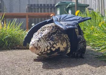 VIDEO: People urged to stay alert for lizard on loose in Workington