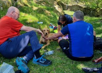 Lake District mountain rescue team help dog with badly injured paw