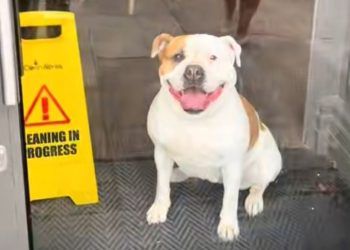 ‘Me dog’s locked in Costa!’ Cumbrian woman’s panicked TikTok goes viral