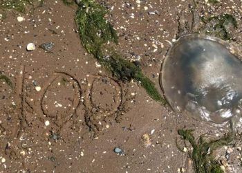 Hundreds of jellyfish invade Cumbria’s coastline