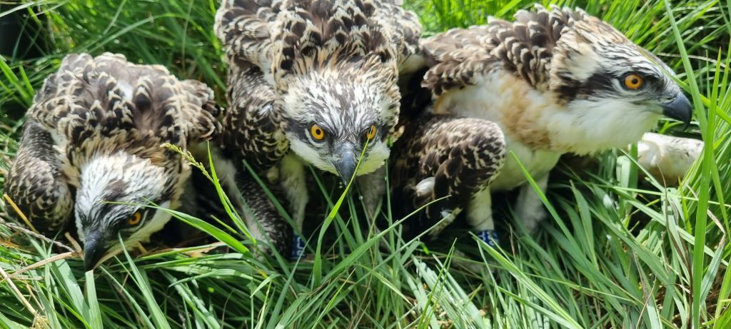 Birds of prey  Cumbria Wildlife Trust