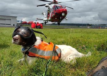 Meet Lake District Mountain Rescue Search Dogs this weekend