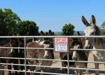 Meet rescue donkeys at Shap Farmers Market