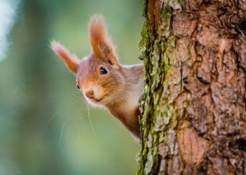 Award-winning filmmaker’s quest to save Lake District’s red squirrels