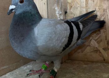 Big money race proves tough for pigeons