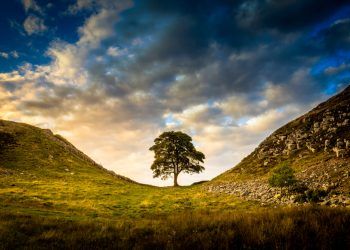 World famous Sycamore Gap felled overnight -16-year-old boy arrested