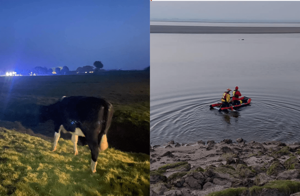 Fire crews rescue cow stuck in mud cumbriacrack