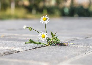 Carlisle weeds problem on agenda for council