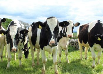 from-grass-to-glass-–-how-the-dairy-sector-is-being-transformed-through-collaboration 