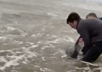 WATCH: Stranded dolphin rescued and returned to sea in Maryport