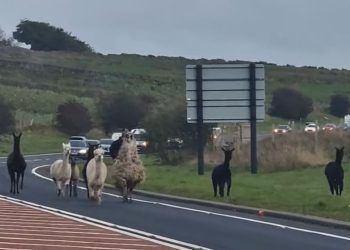 WATCH: A66 llama drama has happy ending