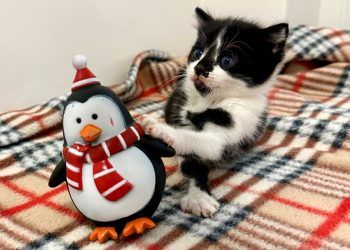 Enjoy festive celebrations at Oak Tree Animals’ Charity