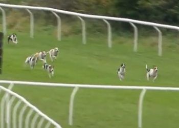 WATCH: Hound trailing showcased at Carlisle Racecourse meet