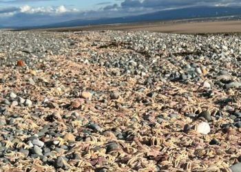Hundreds of starfish wash up on Barrow shore