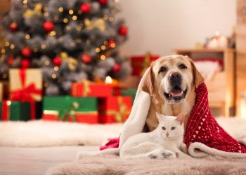 What can I feed my pets this Christmas? An expert’s guide to festive treats