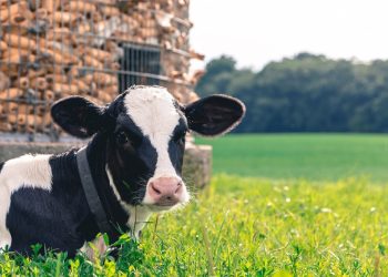 Ever thought about a dairy industry career? Think Dairy Expo is the place to go