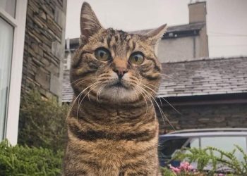 Fundraiser launched to create statue of beloved Lake District cat