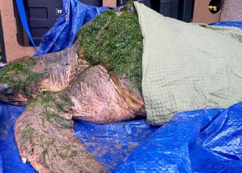 WATCH: Stranded loggerhead sea turtle rescued from Cumbrian beach