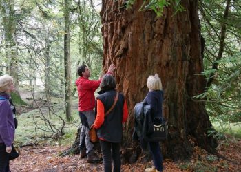 Giant Californian redwoods could end up a bigger feature of The Lake District